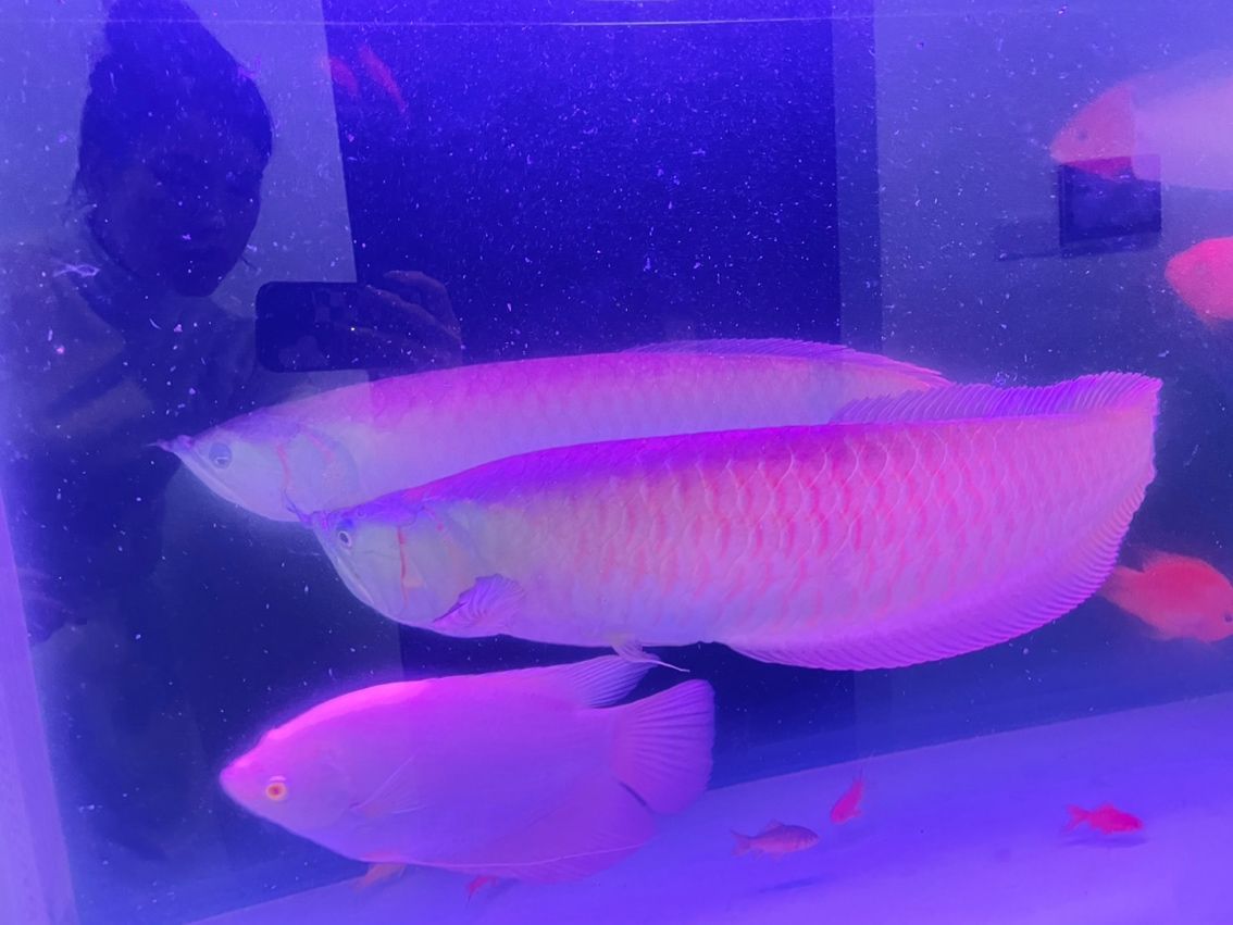 印尼虎魚(yú)水質(zhì)要求，ph值范圍及適宜的印尼虎