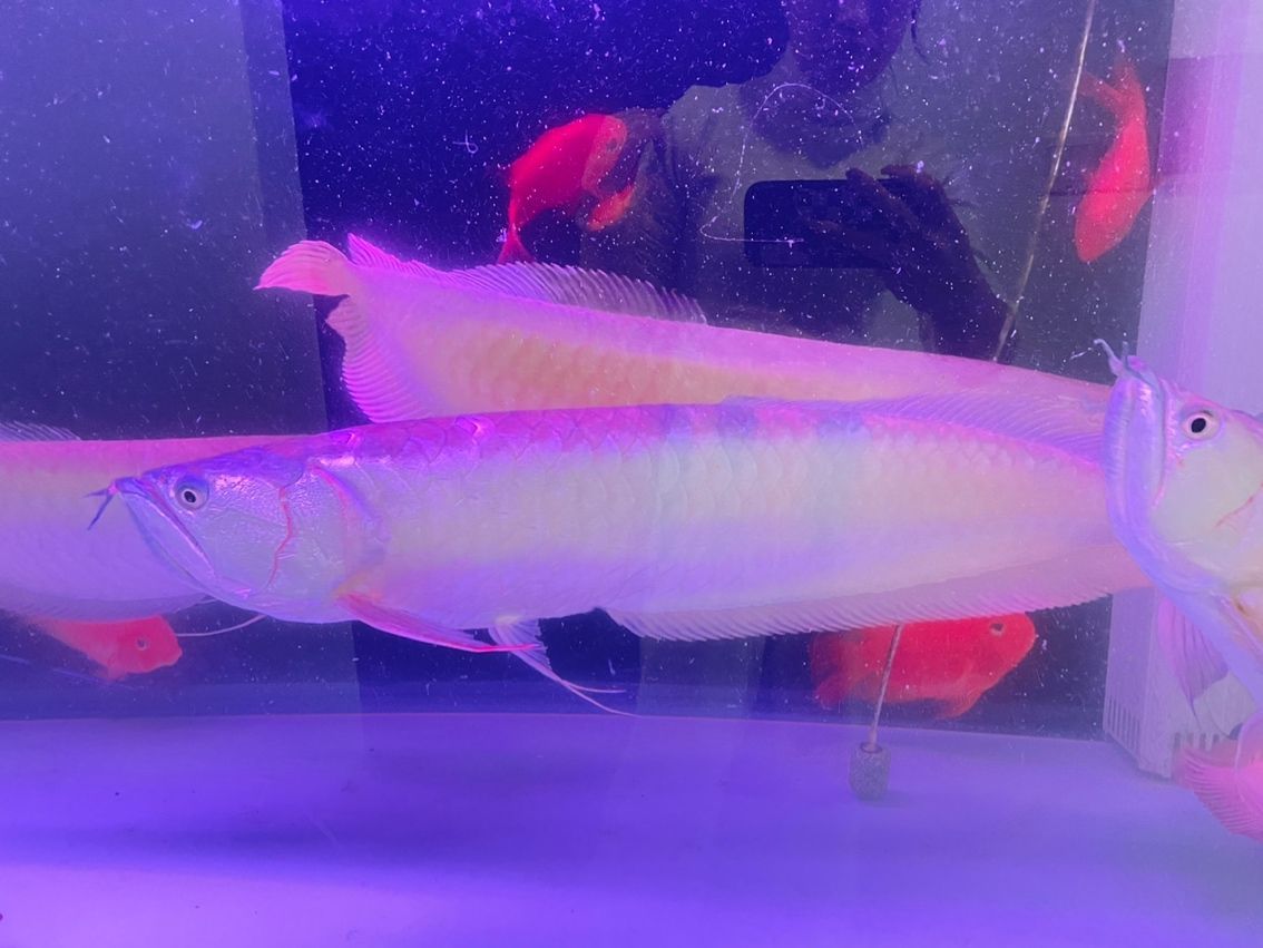 印尼虎魚(yú)水質(zhì)要求，ph值范圍及適宜的印尼虎