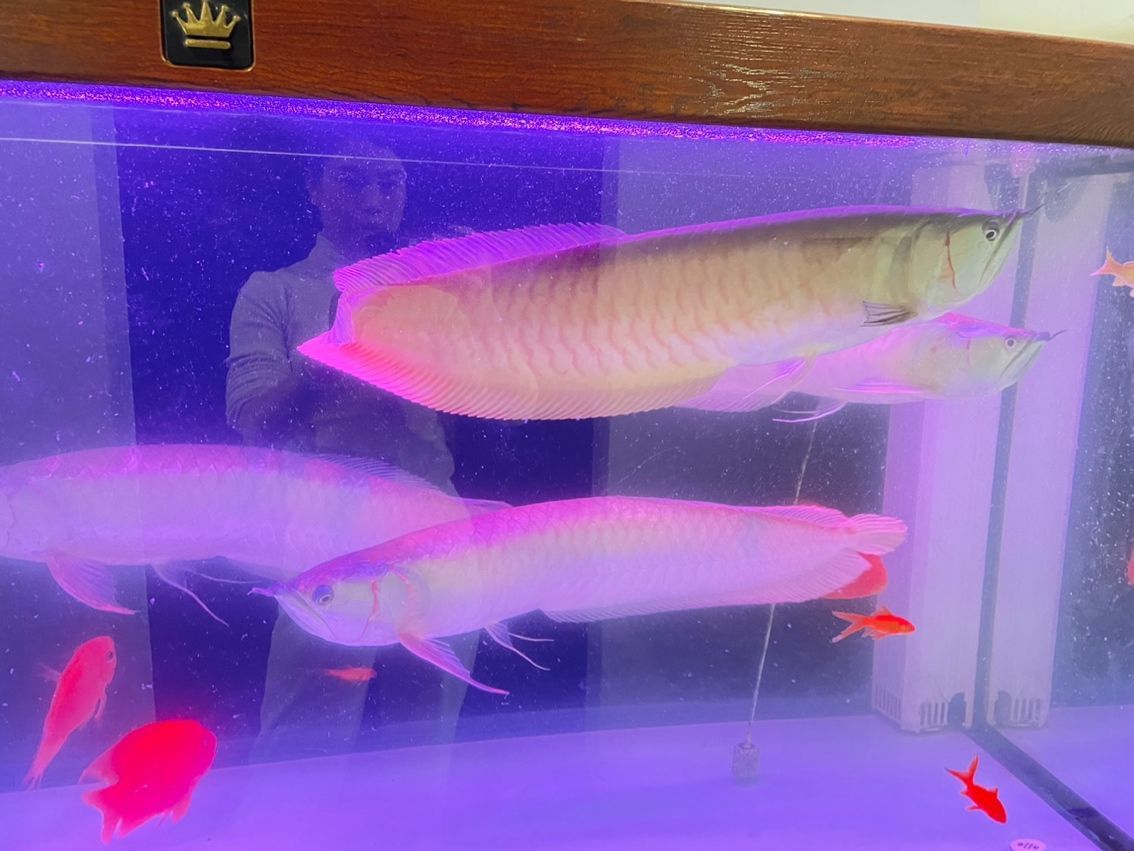 印尼虎魚(yú)水質(zhì)要求，ph值范圍及適宜的印尼虎