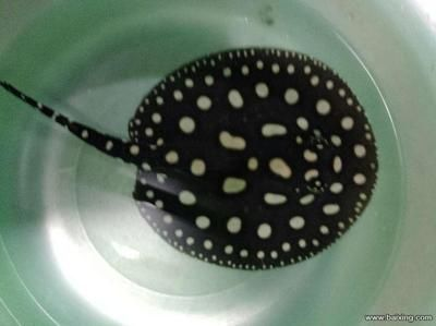 小魟魚與開燈適配性探究，無固定答案的
