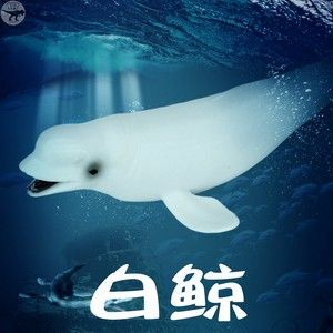 地灣奇妙水世界，靈動魟魚的別樣生活與 地灣奇妙水世界，靈動魟魚的別樣生活與 錦鯉魚百科 第1張