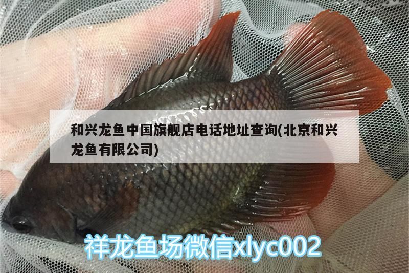 和興龍魚有限公司，旗艦店電話地址一鍵查詢，暢享
