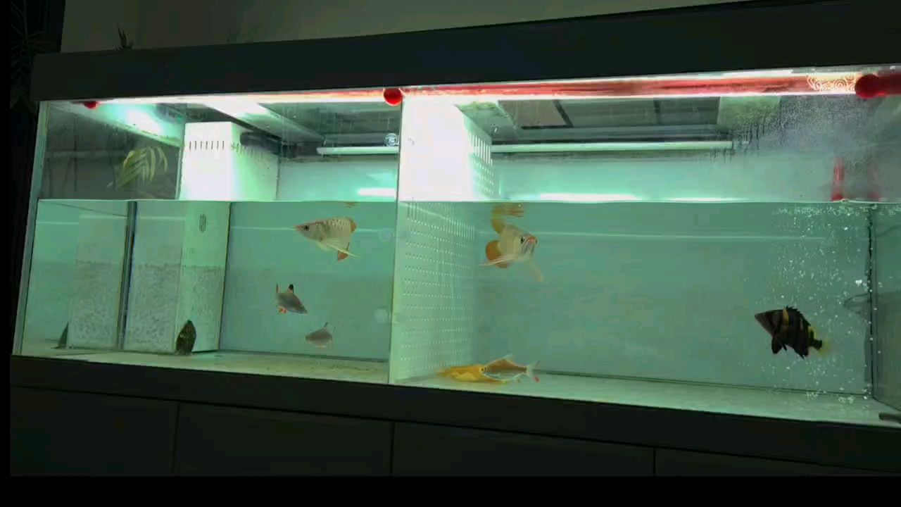 新入成員，初來乍到的他們，將給團隊帶來哪些新變化？ 新入成員，初來乍到的他們，將給團隊帶來哪些新變化？ 龍魚論壇 第1張