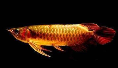 魚鱗發紅充血會自愈嗎，魚鱗發紅充血是否能自愈