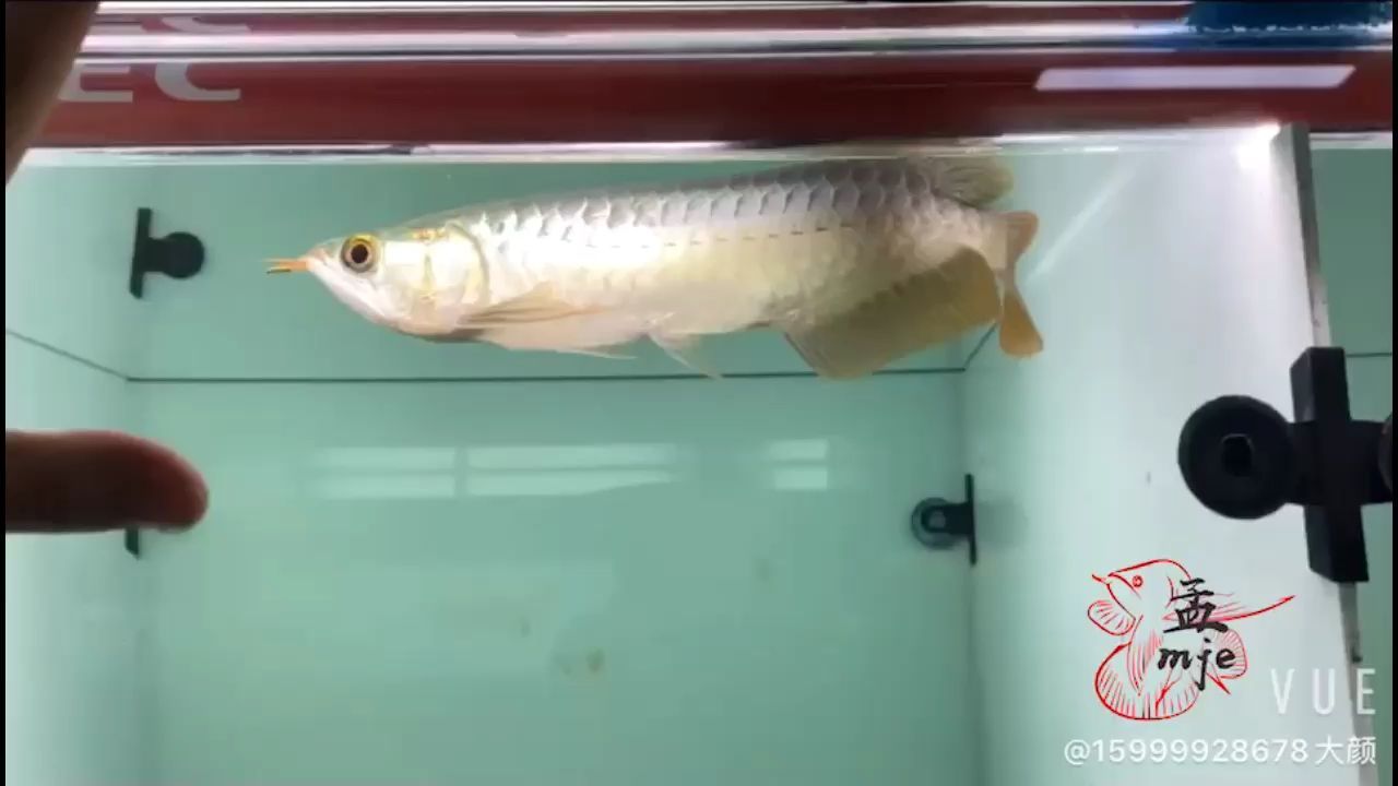 吉爾～小孟微瑕優(yōu)惠來襲，品質(zhì)好物等你來挑選 吉爾～小孟微瑕優(yōu)惠來襲，品質(zhì)好物等你來挑選 廣州孟吉爾 第2張