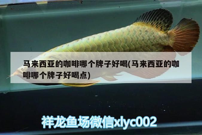 西亞咖啡好喝品牌大盤點(diǎn)，哪個(gè)牌子更值得一試？ 西亞咖啡好喝品牌大盤點(diǎn)，哪個(gè)牌子更值得一試？ 馬來西亞咖啡