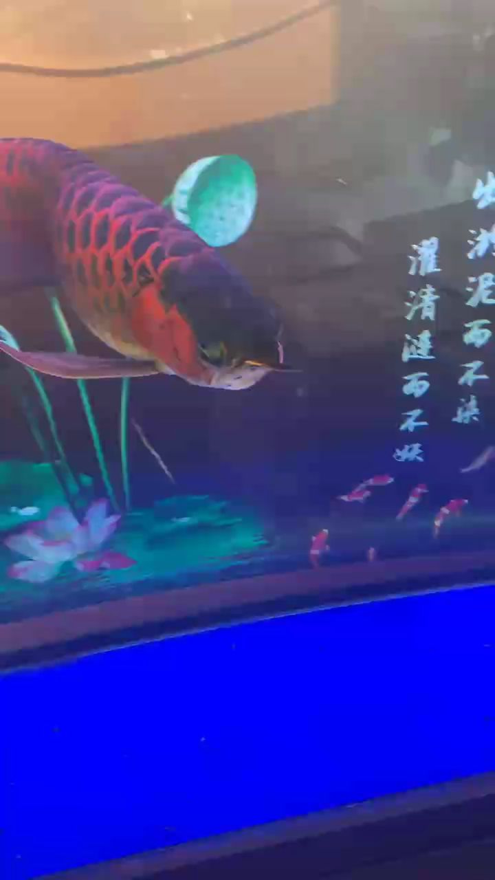 龍賀歲，探尋龍年背后的文化傳承與時(shí)代新韻