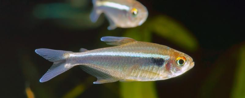 出生小魚苗的過濾選擇與養活方法，新手養魚必