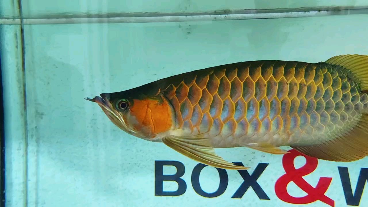 入手微短身戰車紅龍，開啟別樣觀賞魚飼養