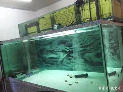 魚需天天換水嗎？水質管理要點及換水頻率