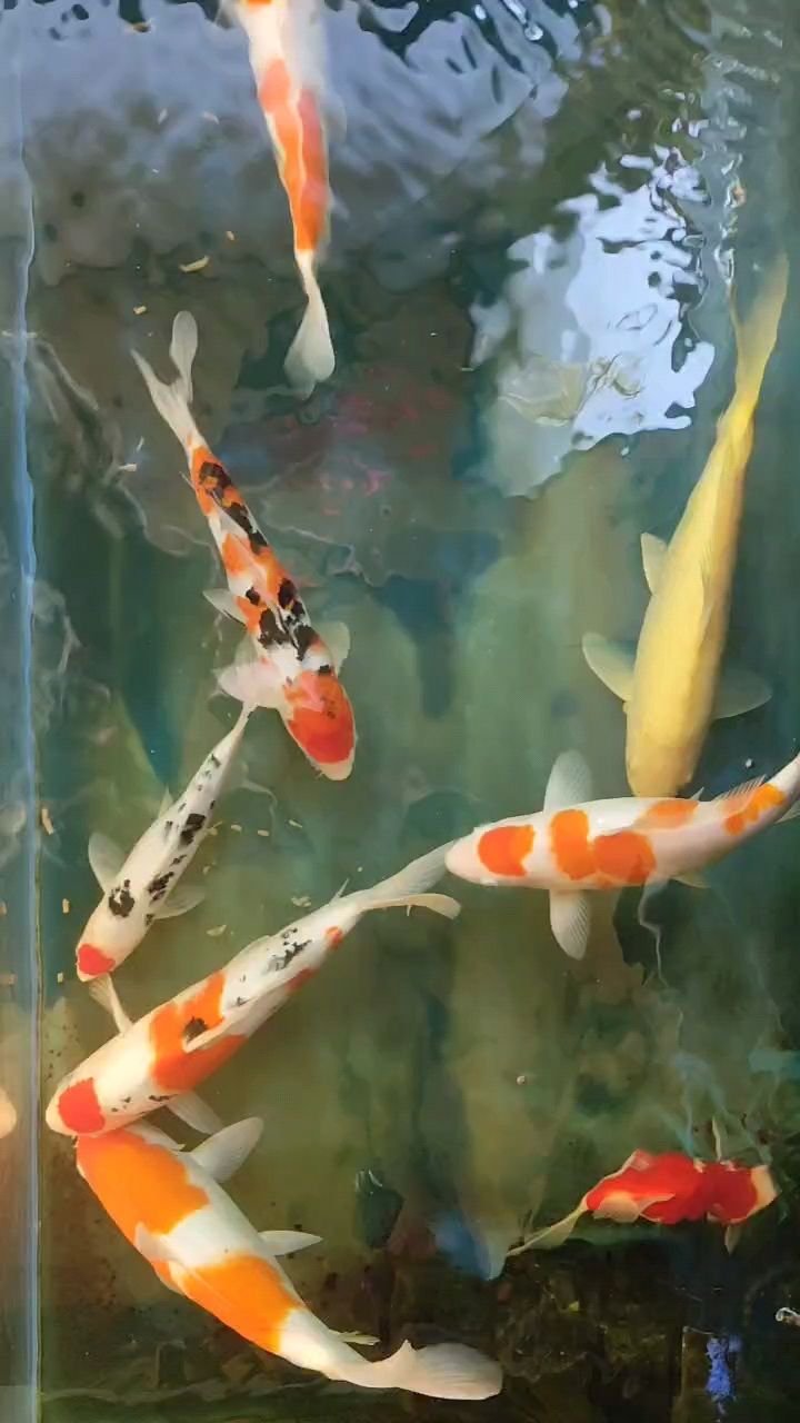 魚缸用增氧泵價格是多少:魚缸增氧機-xtrac增氧機-xtrac增氧機 從入門到精通,探索業余愛好如何豐富生活與激發潛能 龍魚論壇 從入門到精通,探索業余愛好如何豐富生活與激發潛能 從入門到精通,探索業余愛好如何豐富生活與激發潛能 龍魚論壇