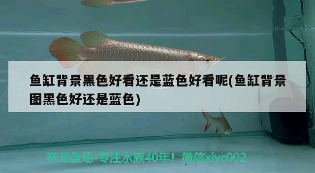 背景黑色與藍色大比拼，究竟哪種