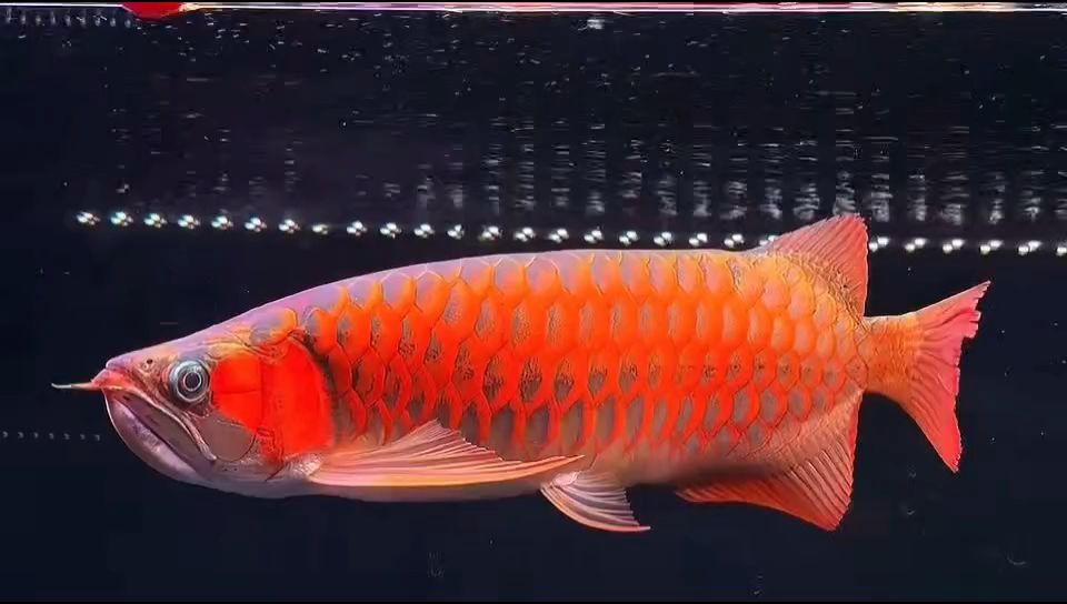 7 - 48公分鯊魚嘴鼓喉戰車，性能卓越