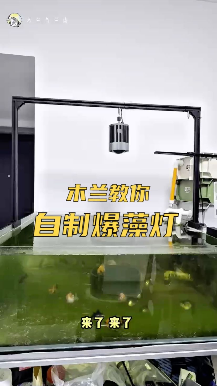 1集｜自制爆藻燈，媲美某印一百瓦，效果究竟