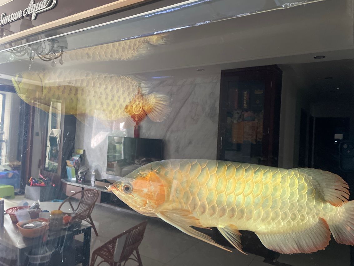 金龍超低價(jià)出，品質(zhì)不打折，搶購(gòu)實(shí)惠好物