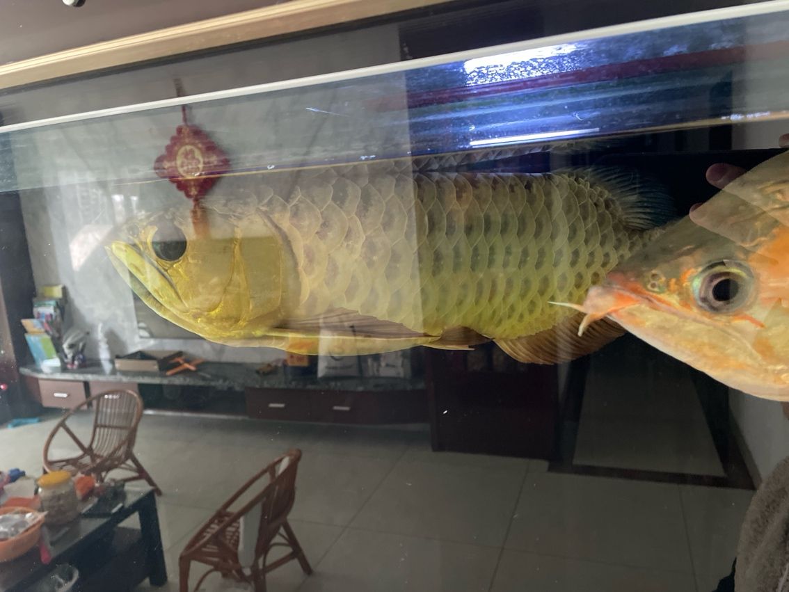 金龍超低價(jià)出，品質(zhì)不打折，搶購(gòu)實(shí)惠好物
