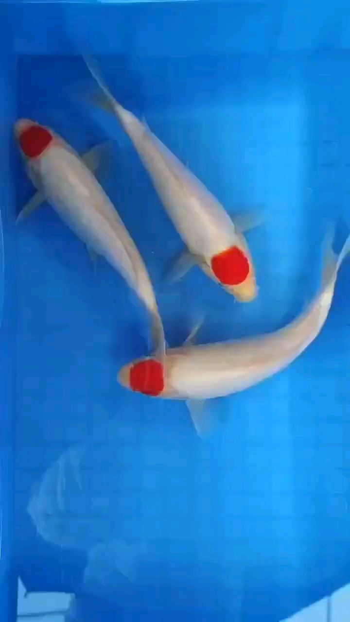 多喜樂少煩擾，周末時光悠然至，早安