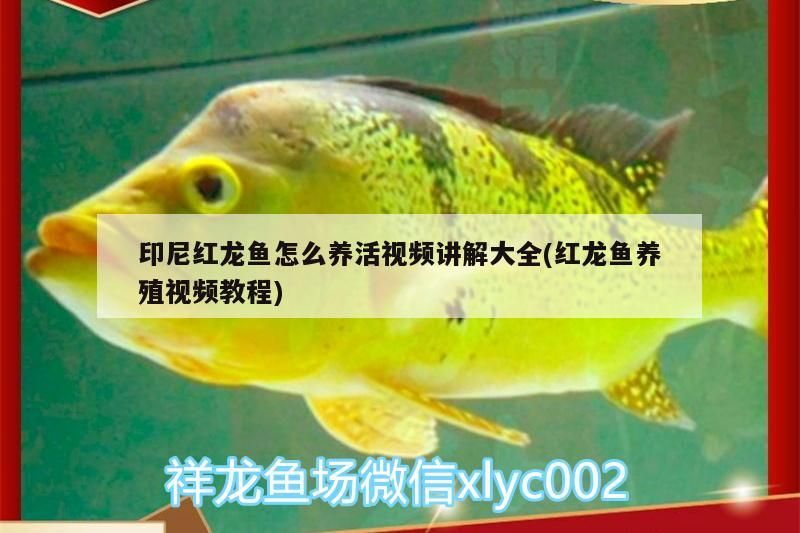 紅龍魚養(yǎng)活全攻略，視頻講解與養(yǎng)殖技巧大揭秘 紅龍魚養(yǎng)活全攻略，視頻講解與養(yǎng)殖技巧大揭秘 紅龍魚百科