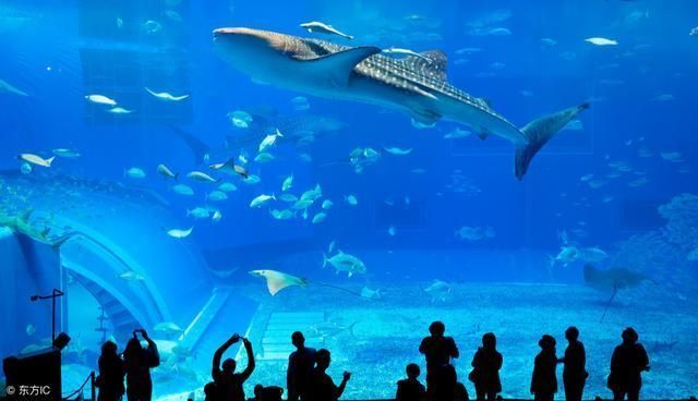 水族館排名，北京海洋館居首，其他熱門場館 水族館排名，北京海洋館居首，其他熱門場館 水族館百科（水族館加盟） 第1張