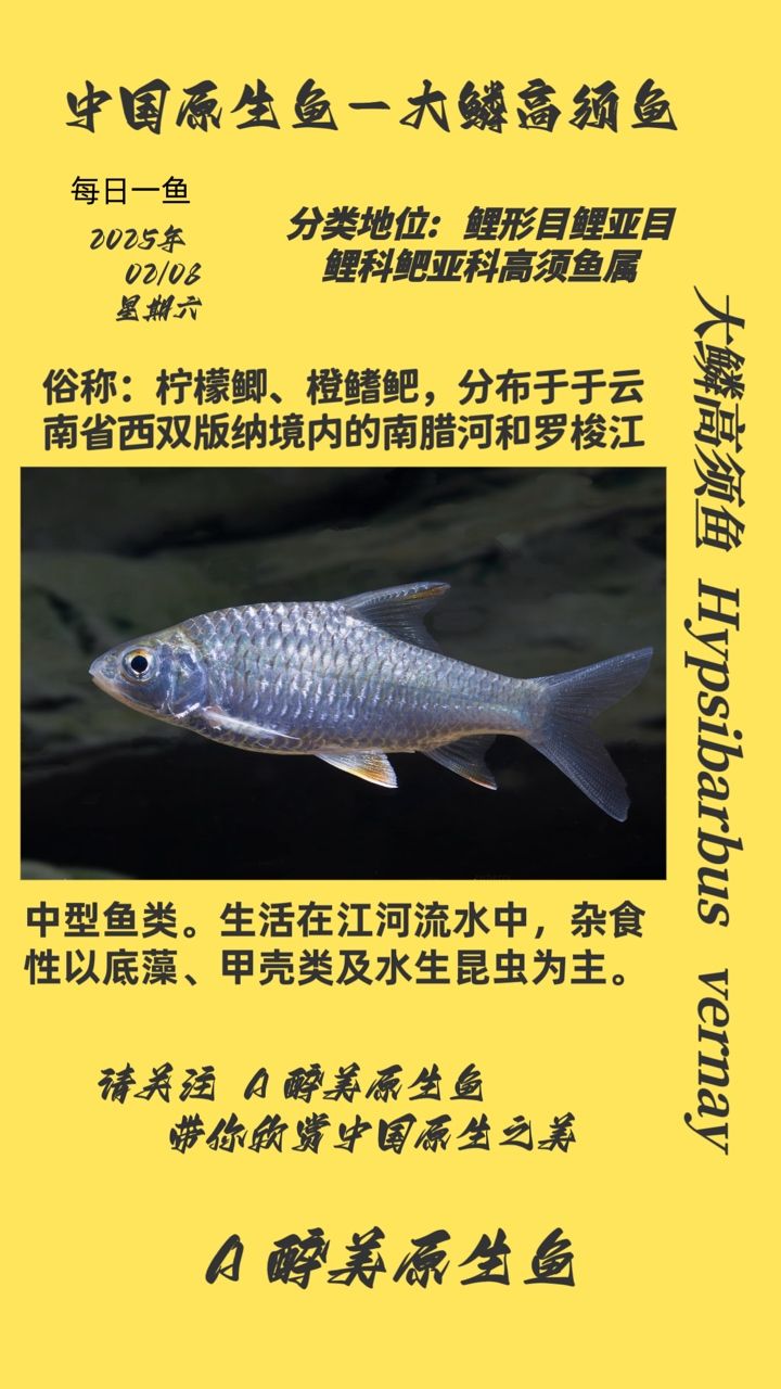 新到家的小虎魚 鱗高須魚,獨特習性與生存 龍魚論壇 鱗高須魚,獨特習性與生存 鱗高須魚,獨特習性與生存 龍魚論壇