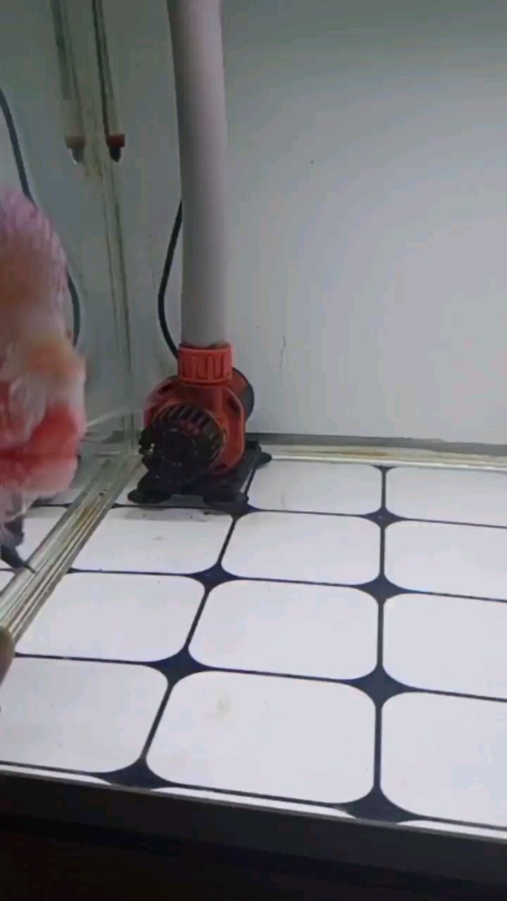 麗愛魚缸全型號圖鑒，探秘其高價背后緣由