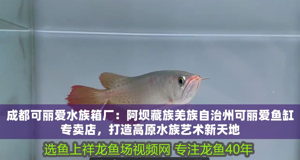 可麗愛水族箱廠，阿壩專賣店，引領高原
