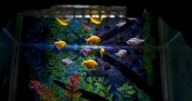 龍魚攜手奧運，品質助力健兒，共鑄體育美食輝煌篇章