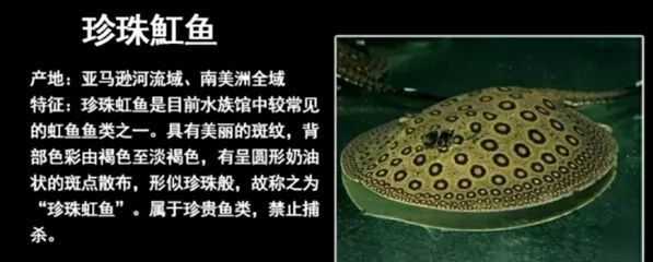 魟魚種類圖解，揭秘跑點(diǎn)現(xiàn)象，助