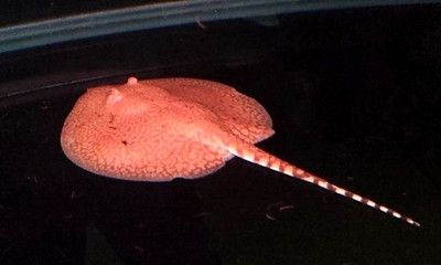 魟魚種類圖解，揭秘跑點(diǎn)現(xiàn)象，助