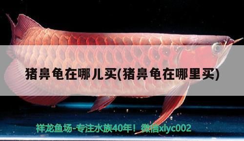 鼻龜購(gòu)買攻略，哪里買？