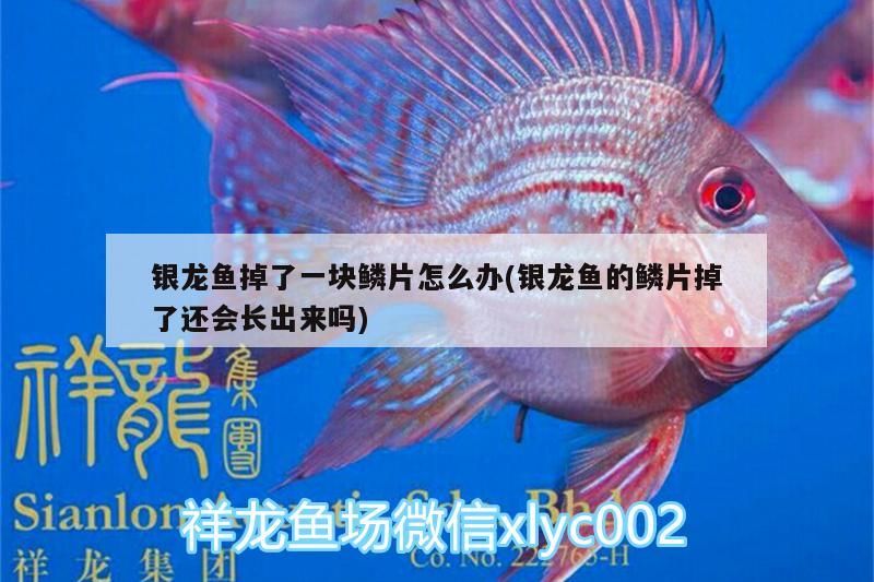 龍魚掉鱗咋辦？鱗片能否再生？ 龍魚掉鱗咋辦？鱗片能否再生？ 銀龍魚百科
