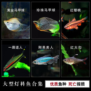 小紅龍魚品種挑選全攻略，如何選到優質印尼小紅