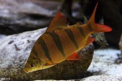 魚寄生蟲病治療方法大揭秘，助你輕松應對魚兒健康危機