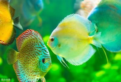 魚寄生蟲病治療方法大揭秘,助你輕松應(yīng)對魚兒健康危機 武吉美拉金龍魚 第4張 魚寄生蟲病治療方法大揭秘,助你輕松應(yīng)對魚兒健康危機 魚寄生蟲病治療方法大揭秘,助你輕松應(yīng)對魚兒健康危機 武吉美拉金龍魚 第4張