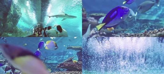 探尋yee水族世界官網,功能、特色及相關信息全 yee 第1張 探尋yee水族世界官網,功能、特色及相關信息全 探尋yee水族世界官網,功能、特色及相關信息全 yee 第1張