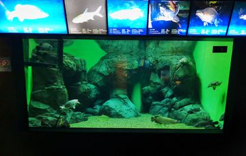 探尋yee水族世界官網,功能、特色及相關信息全 yee 第3張 探尋yee水族世界官網,功能、特色及相關信息全 探尋yee水族世界官網,功能、特色及相關信息全 yee 第3張