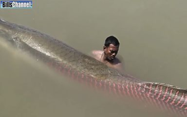 吉爾龍魚官網，知名龍魚供應商，品質龍魚之