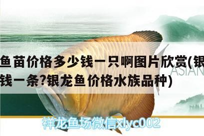 龍魚苗價格及圖片欣賞，銀龍魚多少錢一條？