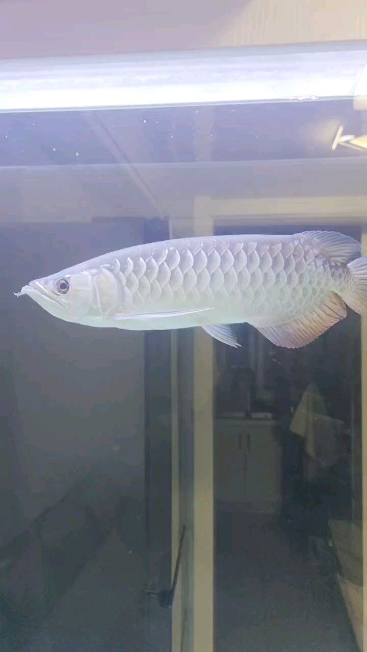 鑒定，這條龍是純血紅龍還是號半紅
