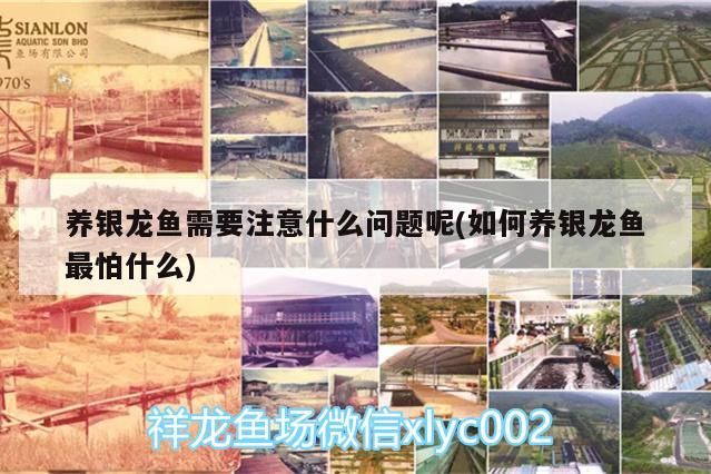 銀龍魚(yú)關(guān)鍵，飼養(yǎng)要點(diǎn)、環(huán)境要求及禁忌事項(xiàng)全