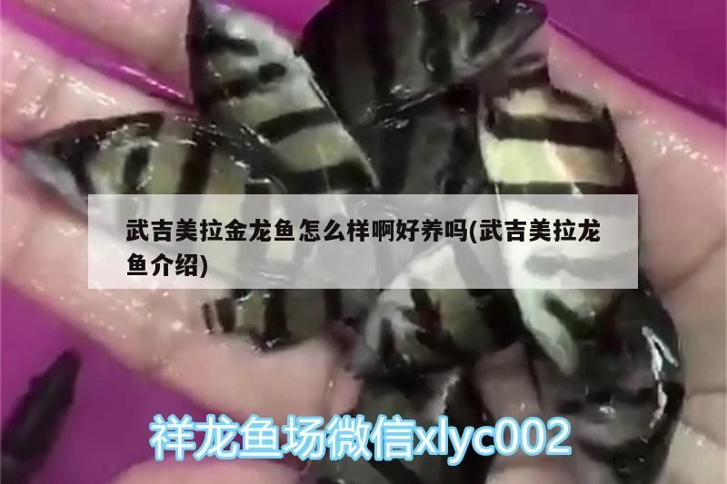 吉美拉金龍魚好養(yǎng)嗎？