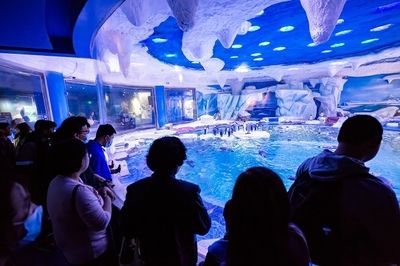 上海海洋水族館探秘，親子游體驗(yàn)與活動(dòng)全 上海海洋水族館探秘，親子游體驗(yàn)與活動(dòng)全 水族館百科（水族館加盟） 第1張