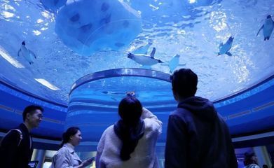 上海海洋水族館探秘，親子游體驗(yàn)與活動(dòng)全 上海海洋水族館探秘，親子游體驗(yàn)與活動(dòng)全 水族館百科（水族館加盟） 第2張