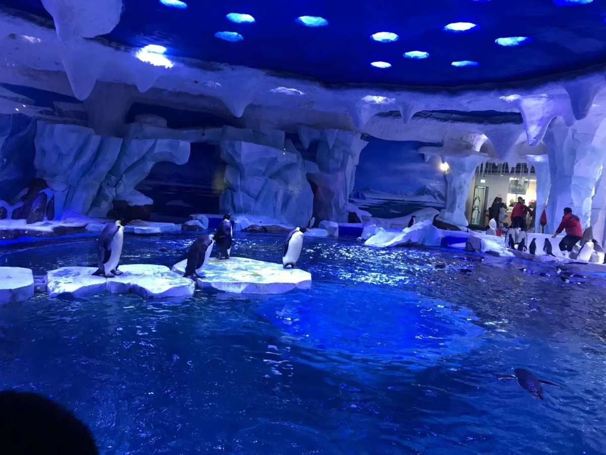 上海海洋水族館探秘，親子游體驗(yàn)與活動(dòng)全 上海海洋水族館探秘，親子游體驗(yàn)與活動(dòng)全 水族館百科（水族館加盟） 第3張