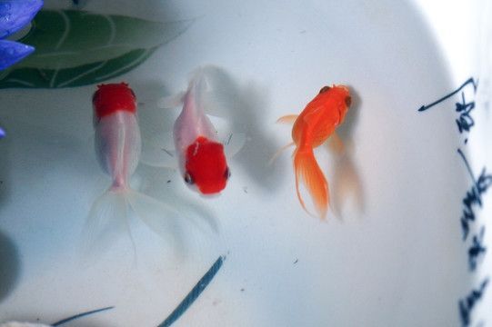 觀賞魚小白魚養殖攻略，新手養好小白魚的具體方法
