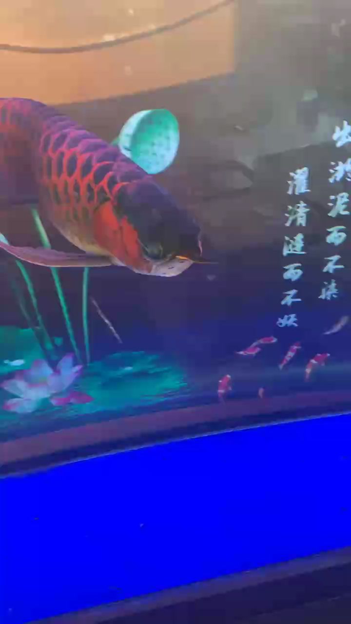 從[起點]到[終點]，一路[經歷與感悟 從[起點]到[終點]，一路[經歷與感悟 龍魚論壇