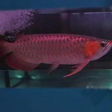 小紅龍魚優質品種挑選全攻略及