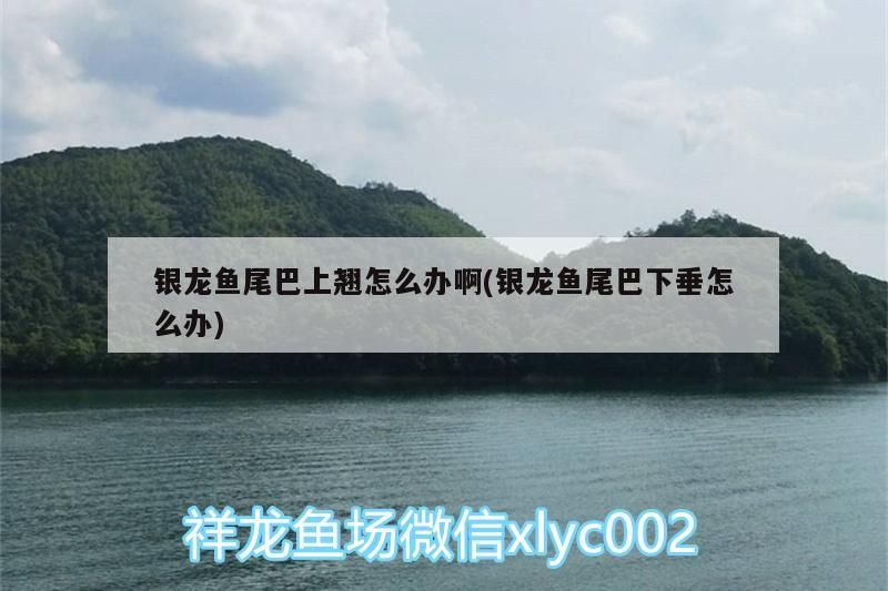 龍魚尾巴上翹或下垂咋辦？ 龍魚尾巴上翹或下垂咋辦？ 銀龍魚百科