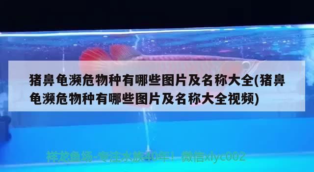 鼻龜瀕危物種圖文名稱大全（