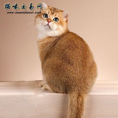 泰虎價格揭秘，尺寸、品種與來源決定其價格差異